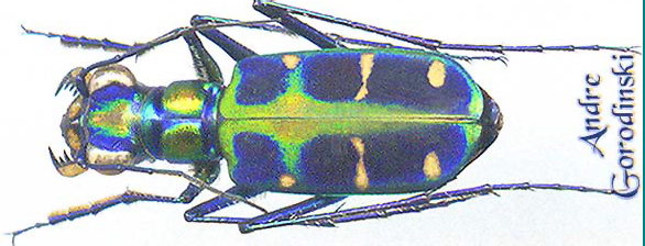 http://www.gorodinski.ru/cicindela/Cosmodela duponti.jpg